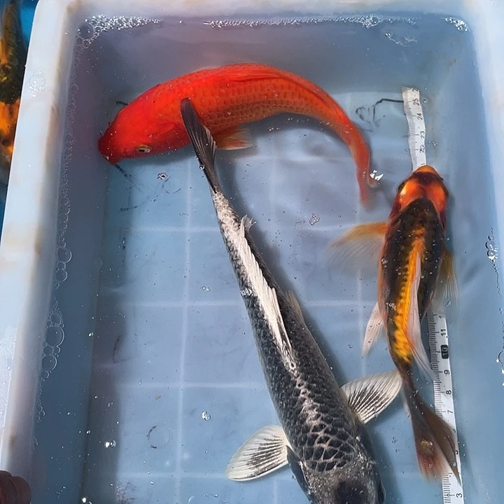 蝴蝶鲤鱼渔场直发118