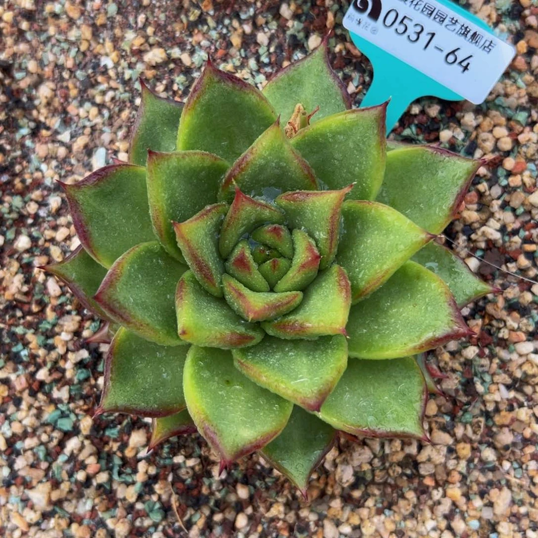 多肉一物一拍0531-64