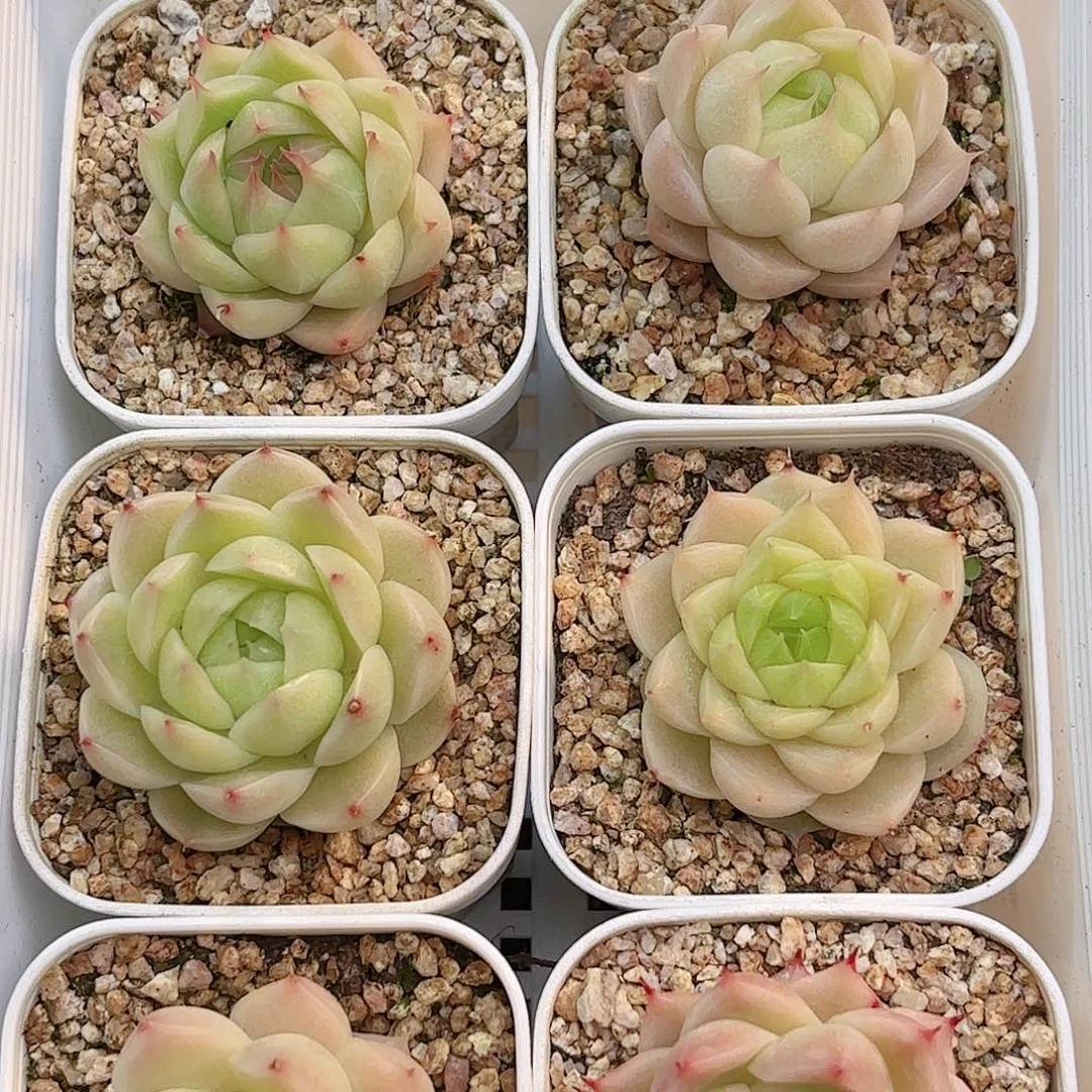 如图品质6颗新疆西藏内蒙不发货