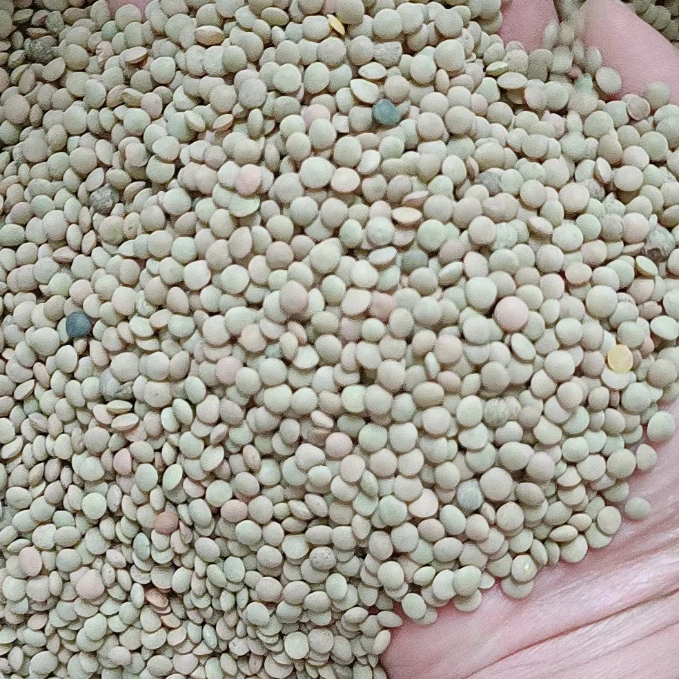 正宗金豌豆可生芽