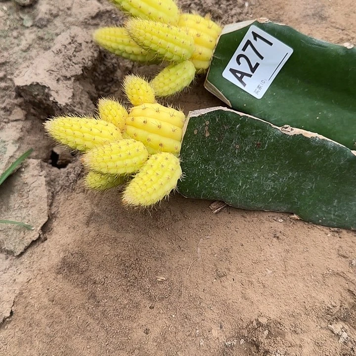 无花朵碧**槟嫁接彩舞柱锦271