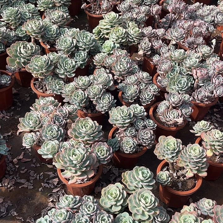 白月光13.999多肉植物6、7头有虫不售后