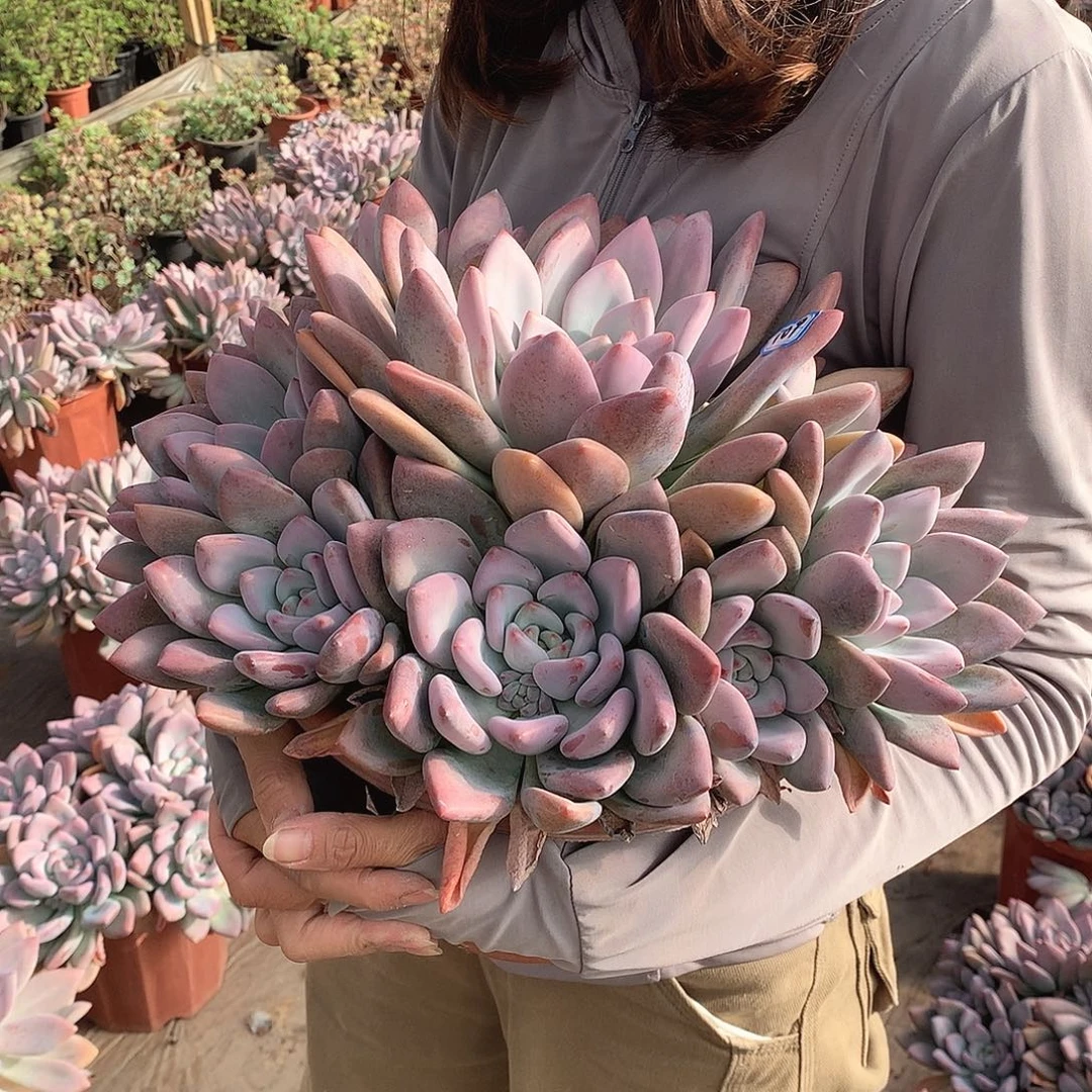 709 奥普一物一拍多肉