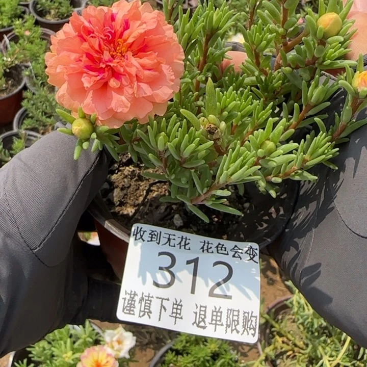 无花朵312超小苗盆口10cm