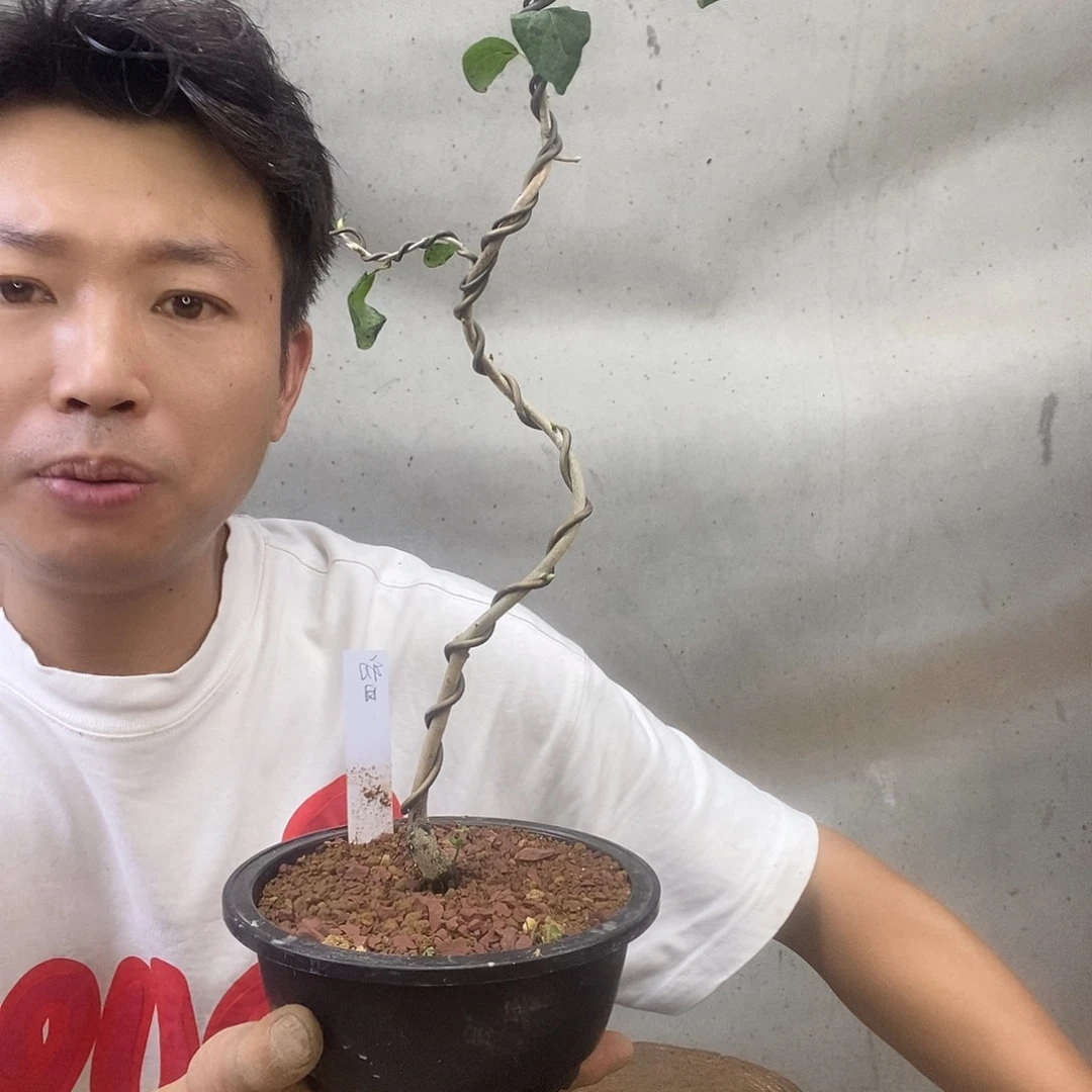 无花朵老鸦柿初日