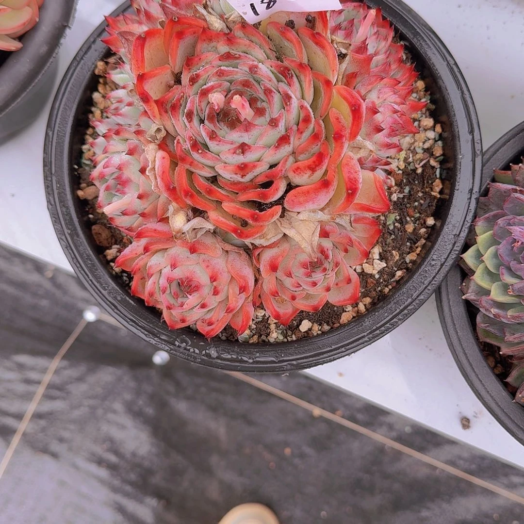 红*1888吉娃娃多肉