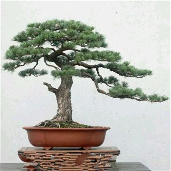五针松盆景宫岛大阪短针千寿丸那须松树苗老桩盆栽南北方四季常青