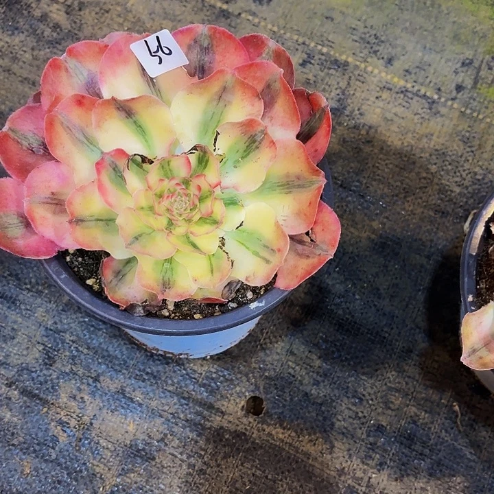 56多肉植物植物植物植物