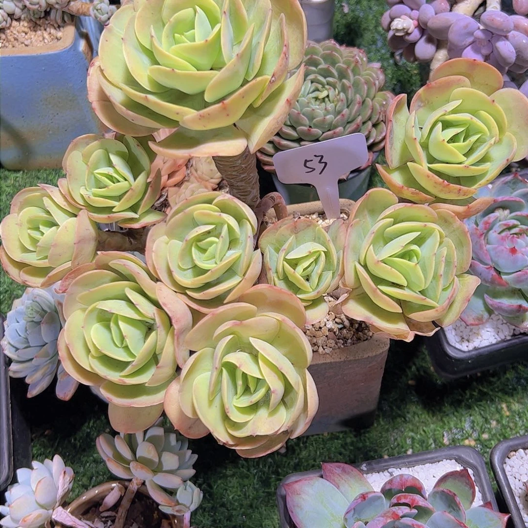 澜**衣53碧桃。。。。。。。。。