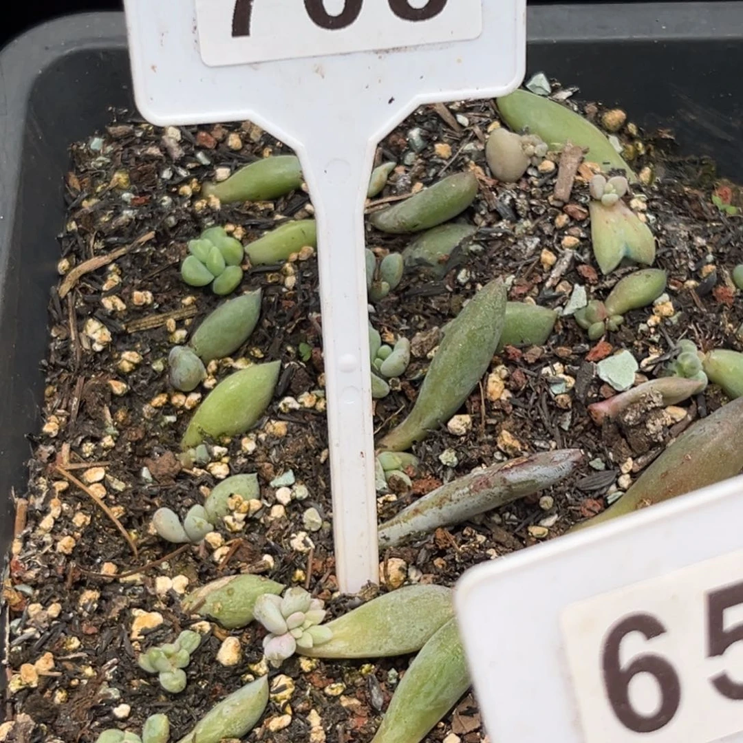 南***。多肉植物人鱼公主苗708