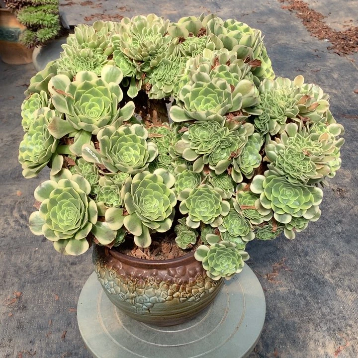 绿豆沙朵朵脱土不带盆