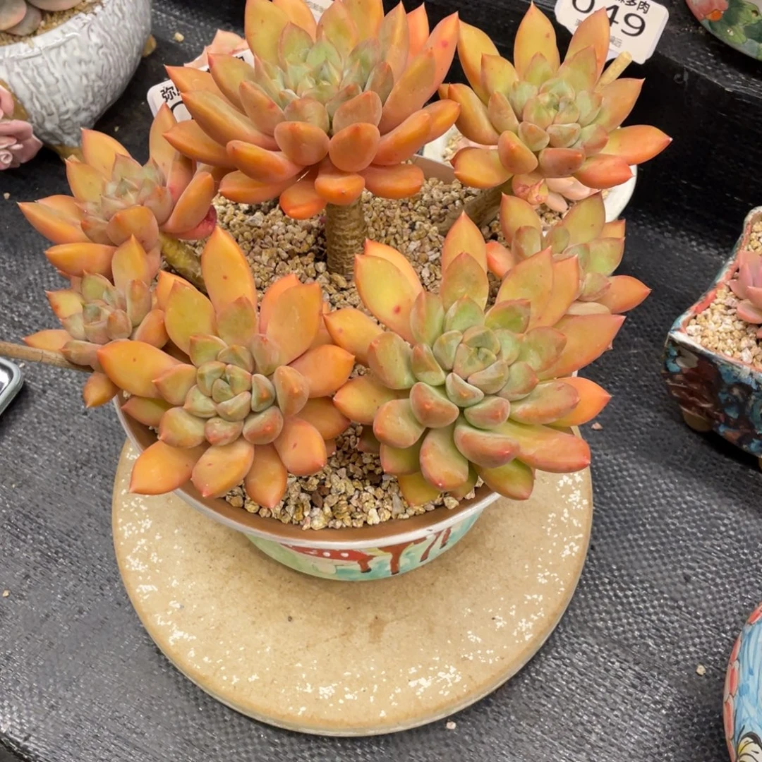 纱***纱弥鹿之森一物一拍