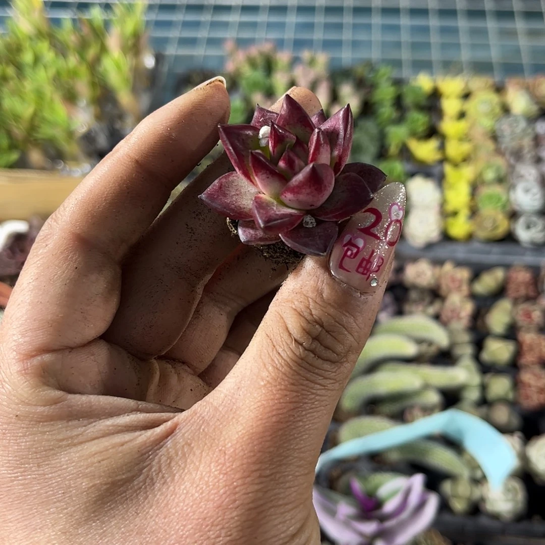 就这个死样子单头发货