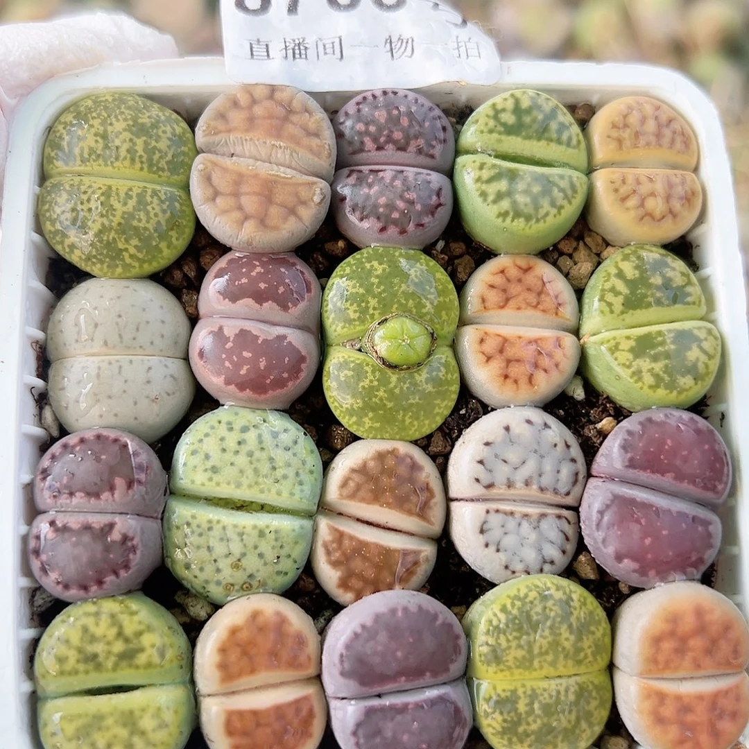 8703 好养易活生石花大母本7cm盆