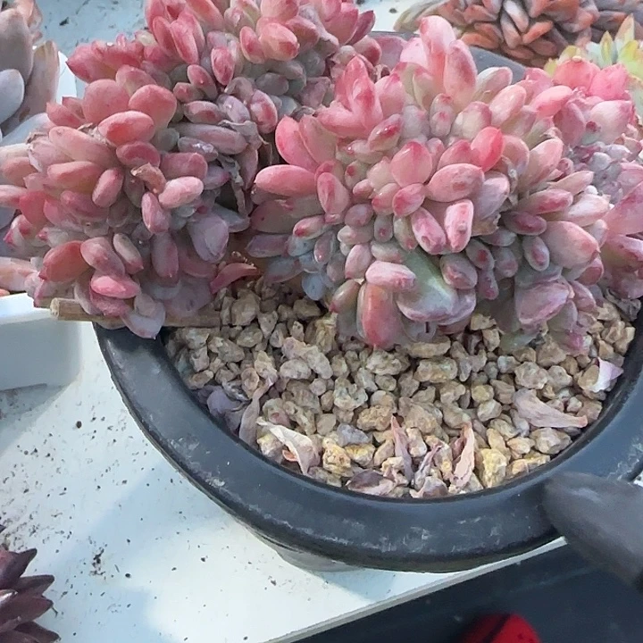 青蛙王子儿童牙膏套装11