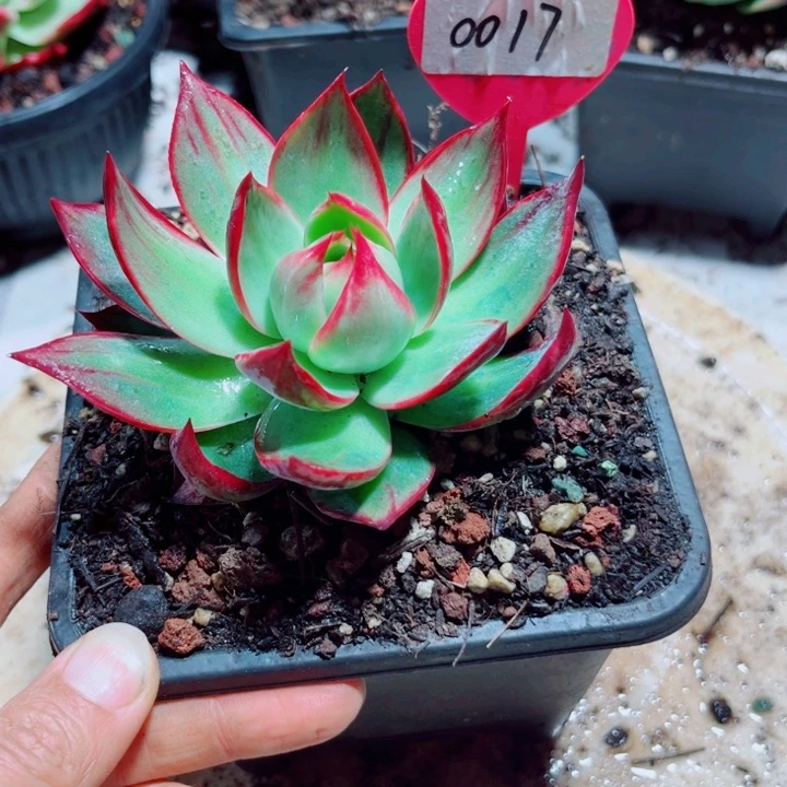 惊鸿仙子多肉植物017