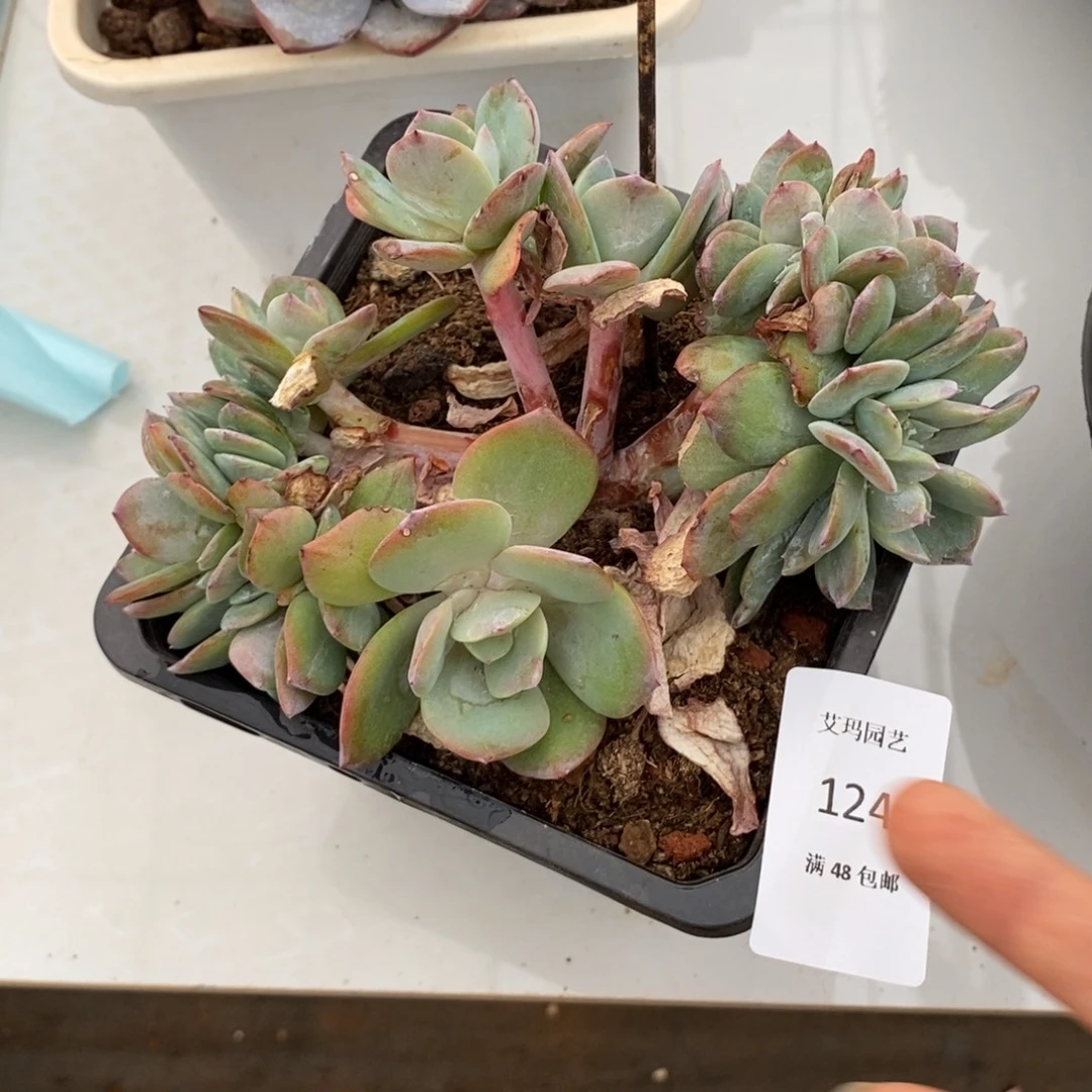 ****！白凤缀化多肉多肉243