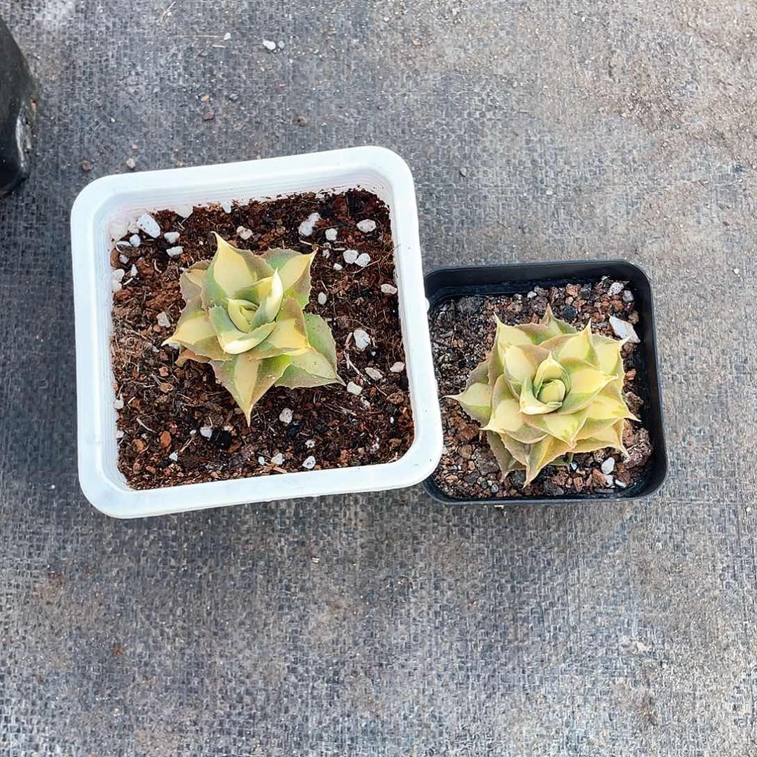 菲***》两颗黄中班雷神带盆