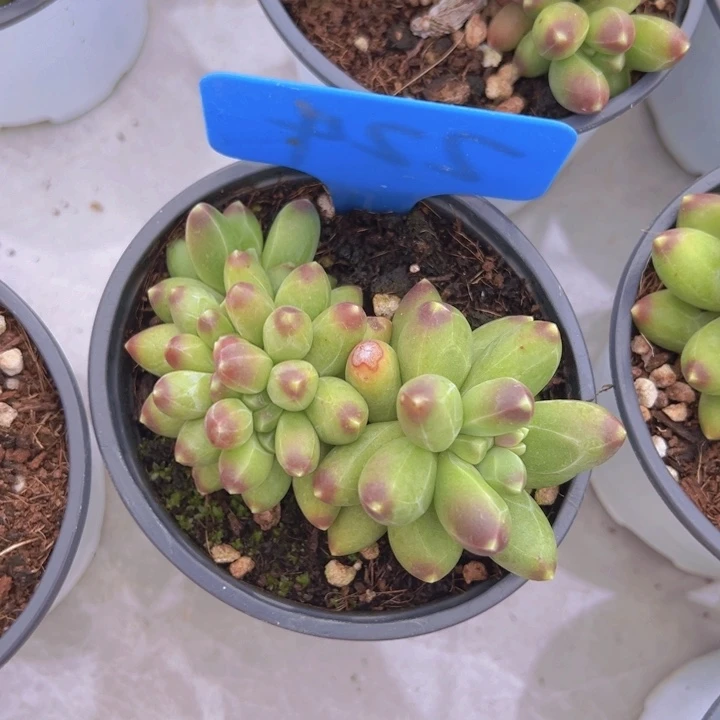 健健康康平平安安