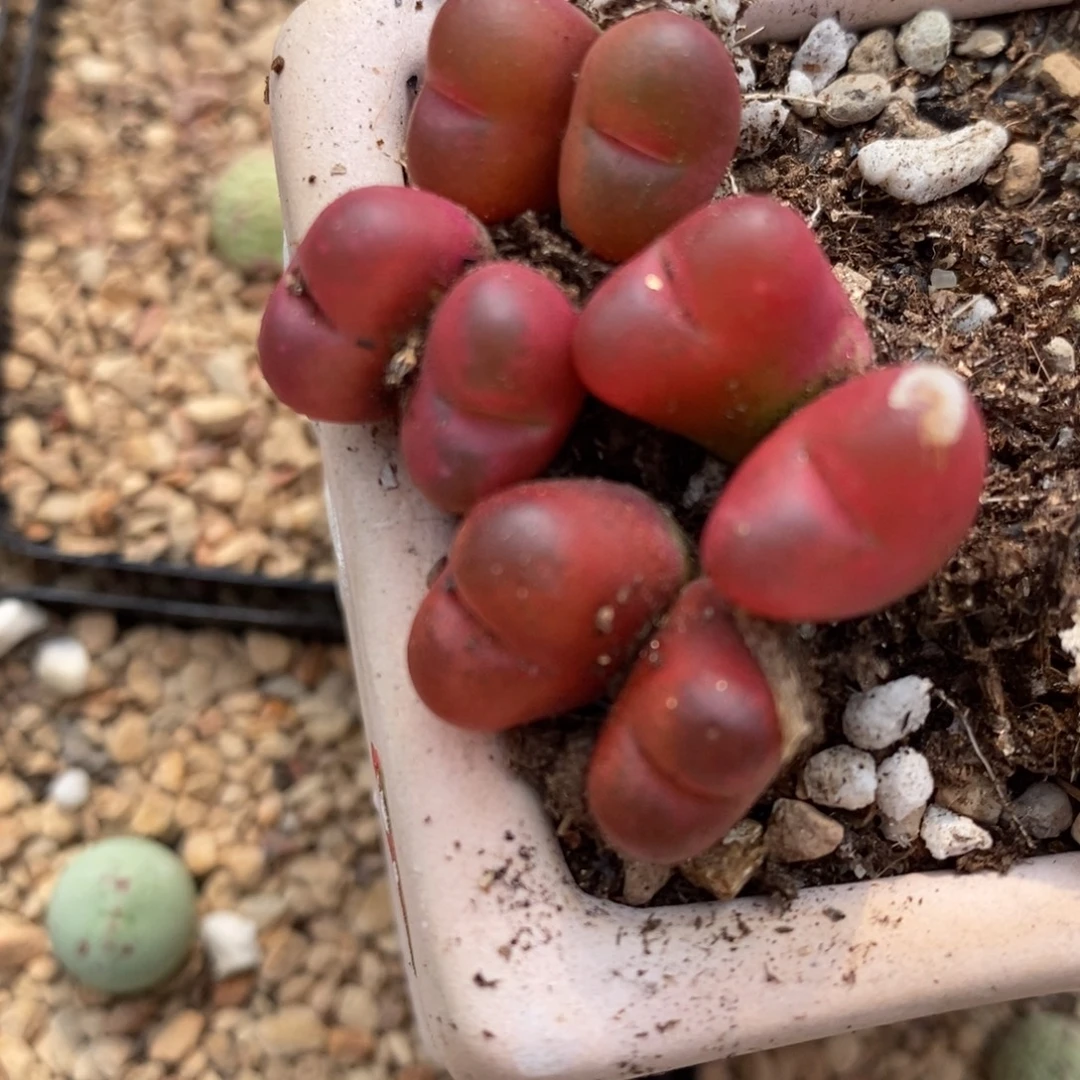 318双头吕红一颗。