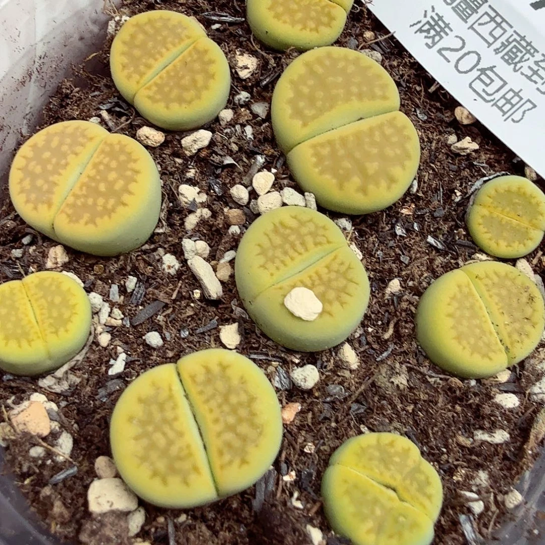 好喜欢看肖蘸在线采访270是