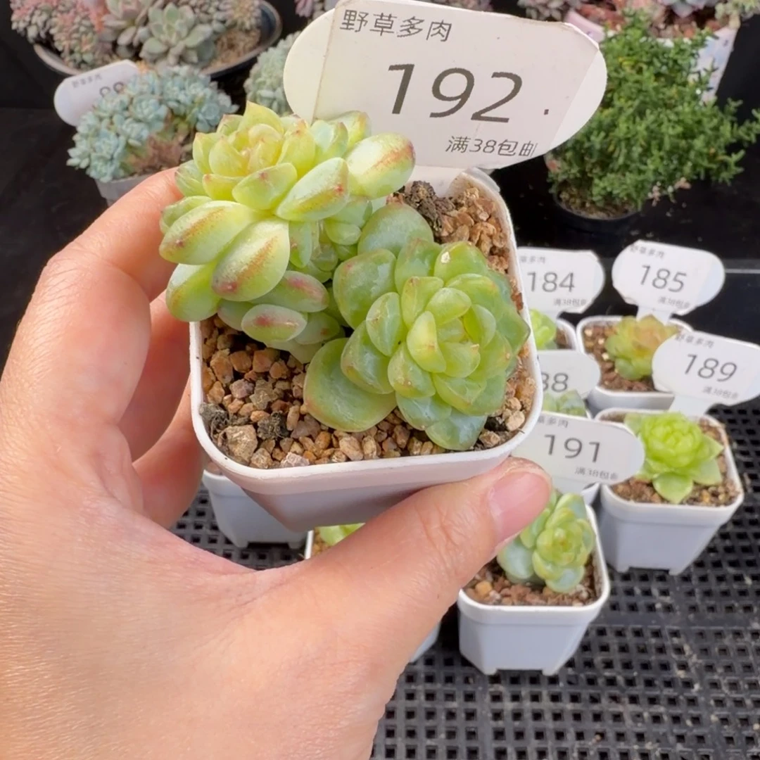 甜心四头群192号一颗