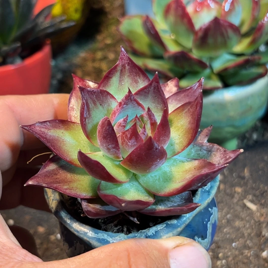 惊鸿仙子多肉植物