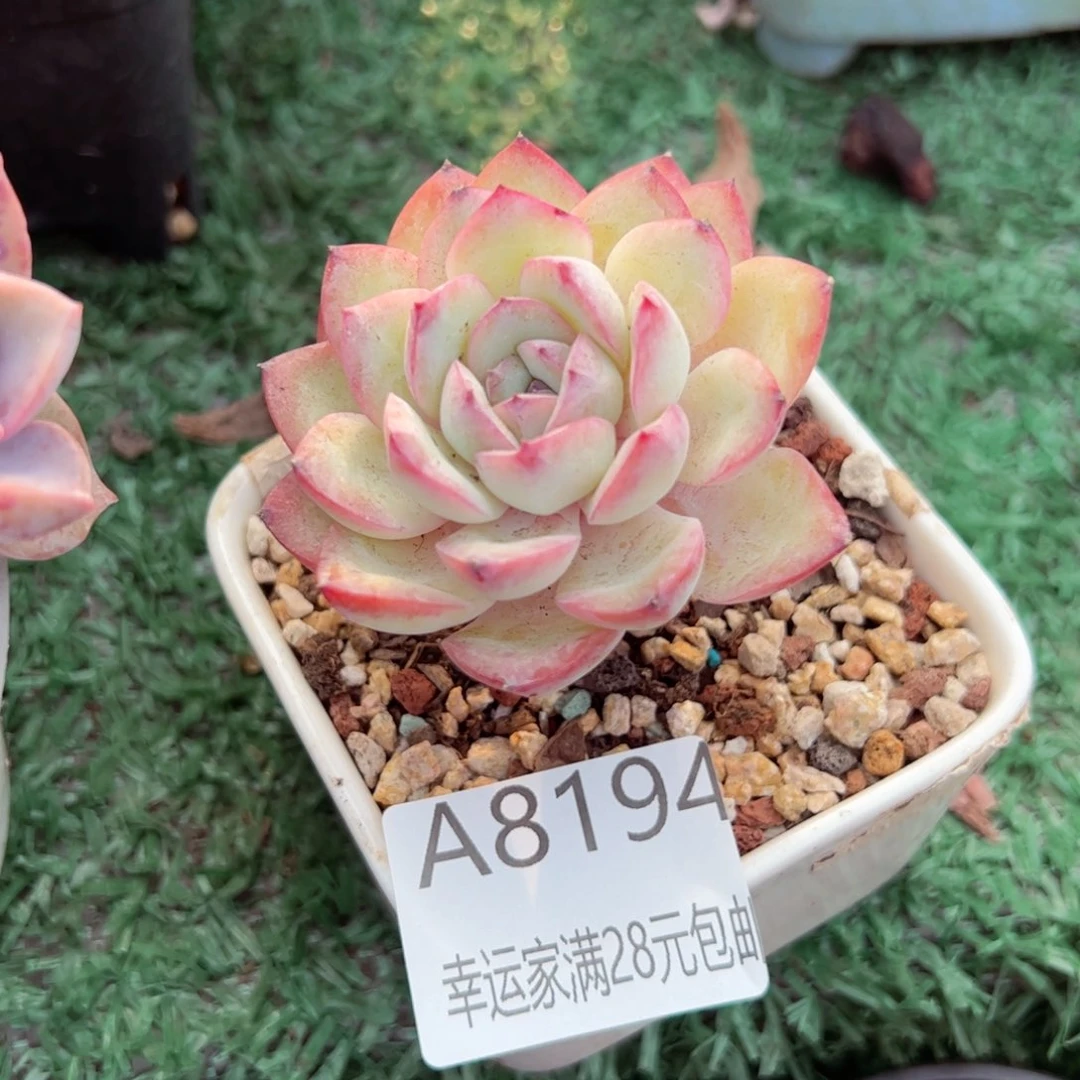 幸运的是我的朋友