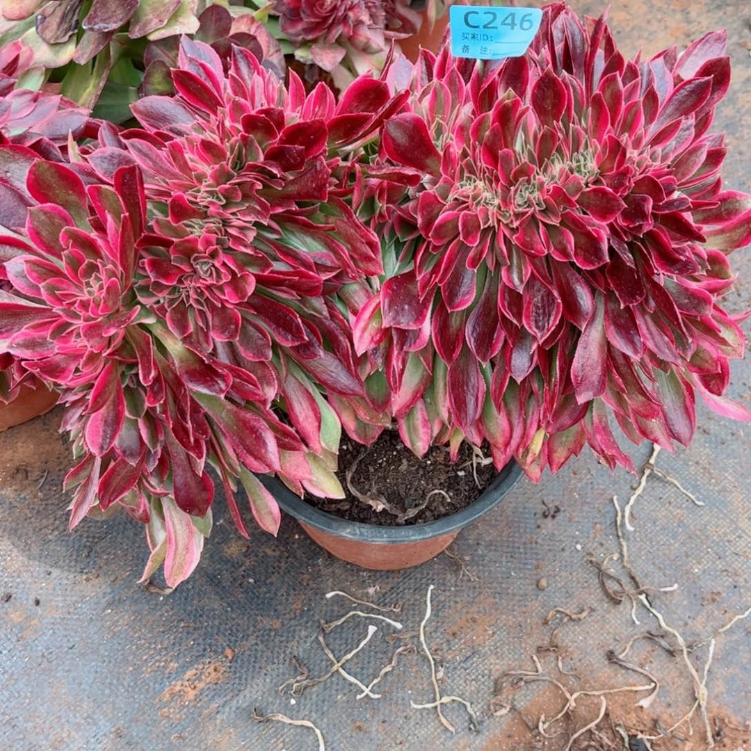 多肉植物243女神