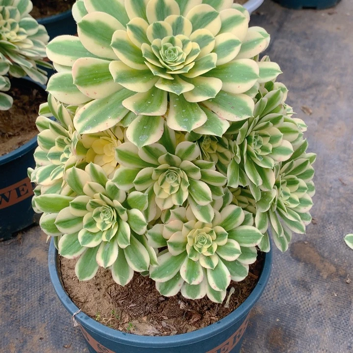 占***?177迈巴赫精品法师多肉