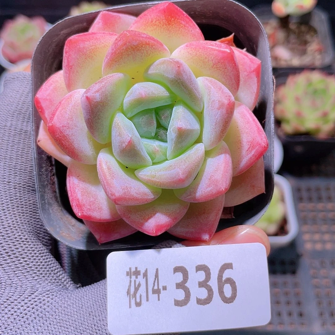 花利美14-336冰彤