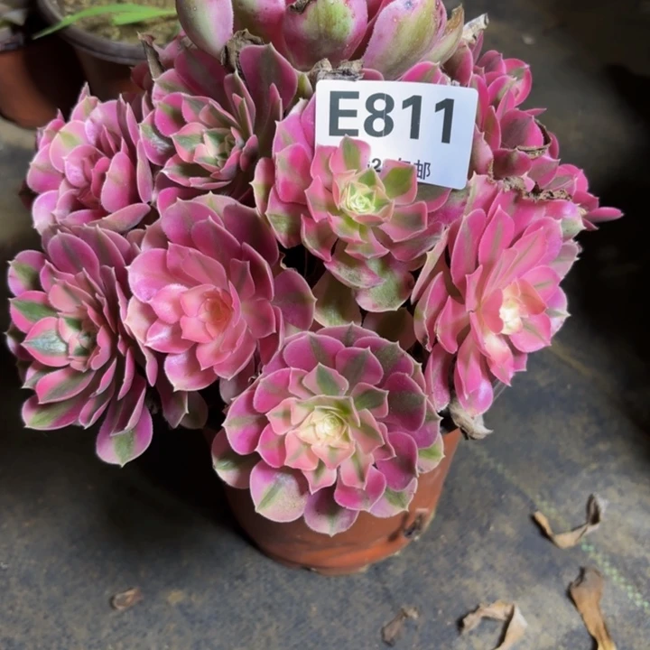 瑞妈，，，。。。811女巫，