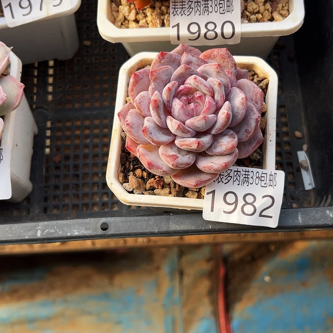 多肉一物一拍植物1982