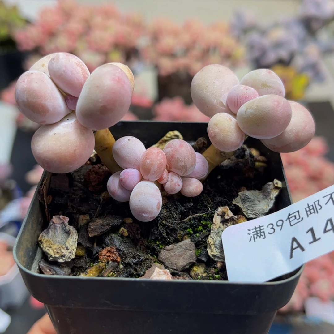 140/5cm蛋黄奶多肉