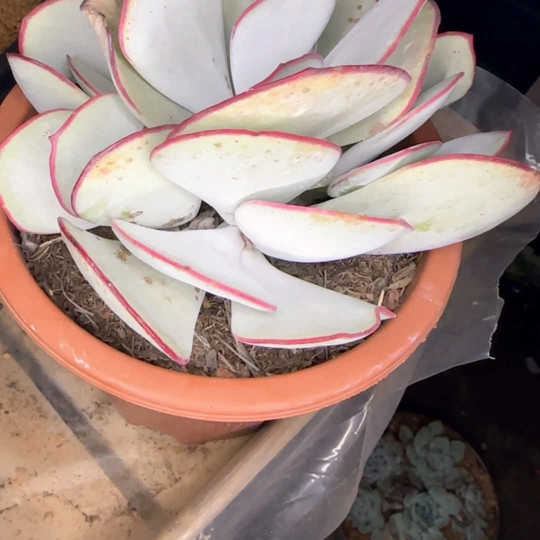 多肉植物多肉植物