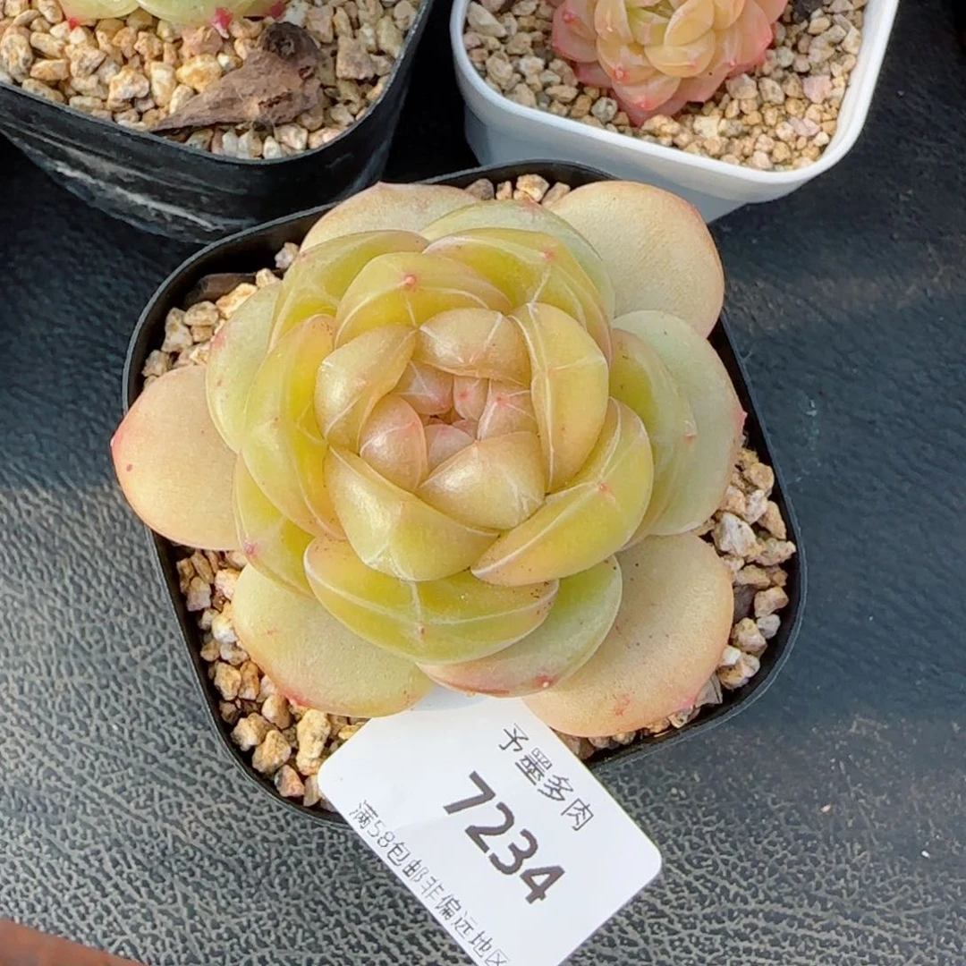 茶****孤品珍妮，7234多肉植物