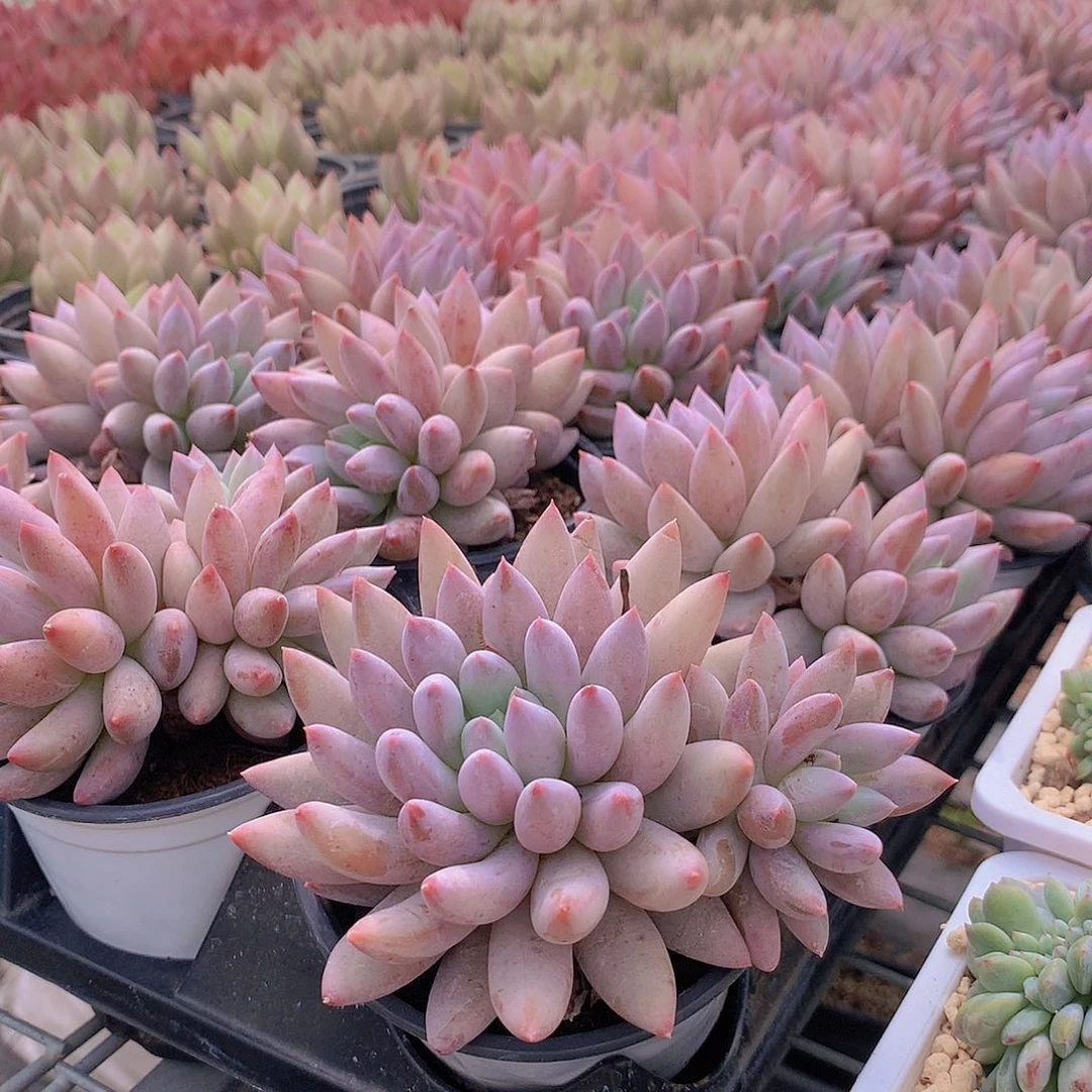 所罗门455554548777888