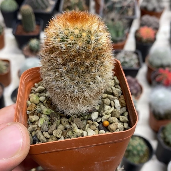 红刺嘉文丸特价福利