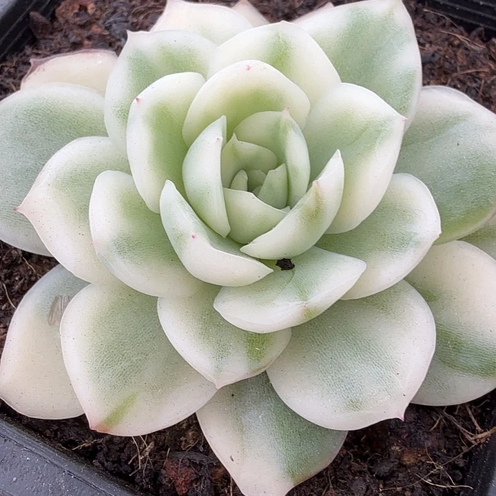 韩酥锦多肉锦植物