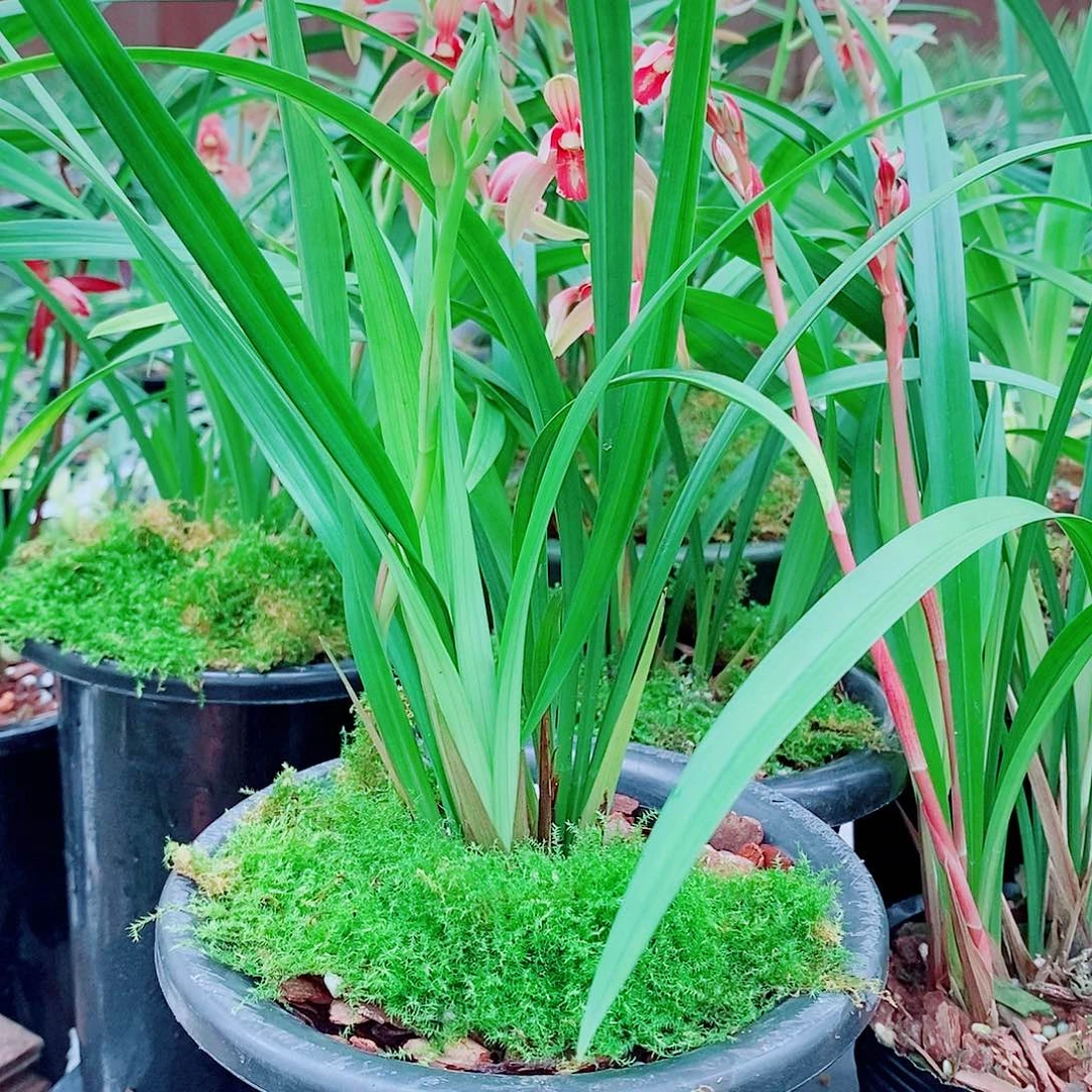东***笙全部花苞一物一拍漂亮花苞