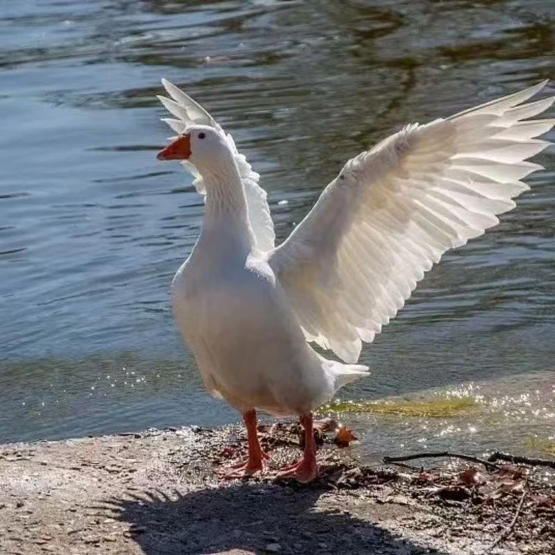 【到手2大只净重10至11斤】大鹅肉发整只大鹅仔鹅白条大鹅