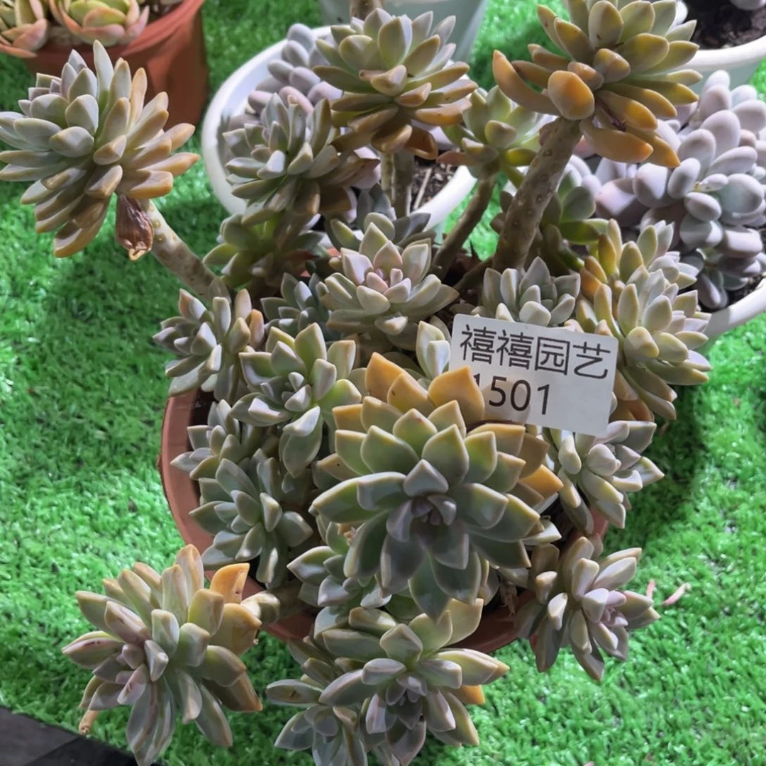 老****?1501淡雪多肉植物老庄
