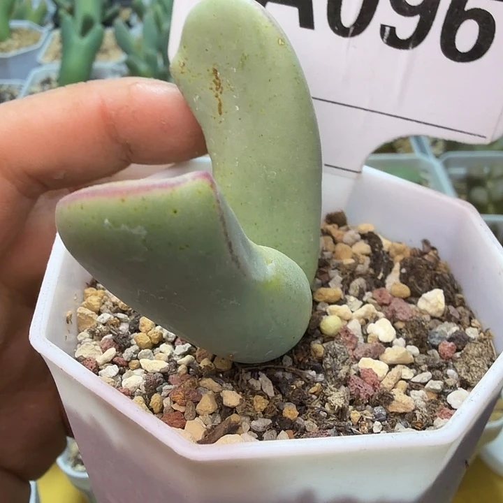 096。满38包邮肉锥