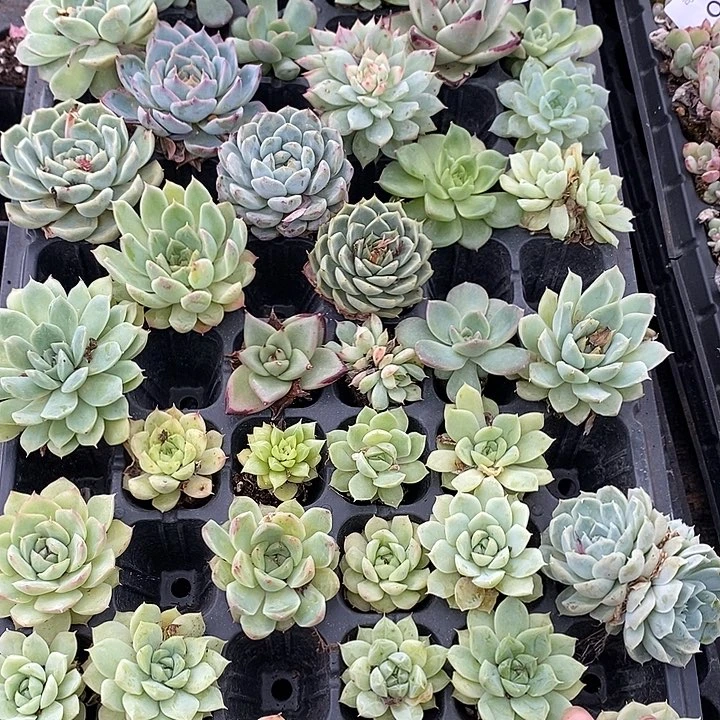 10 微瑕疵不售后多肉植物盆栽花卉