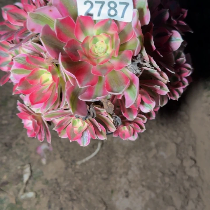 2787女巫多肉植物