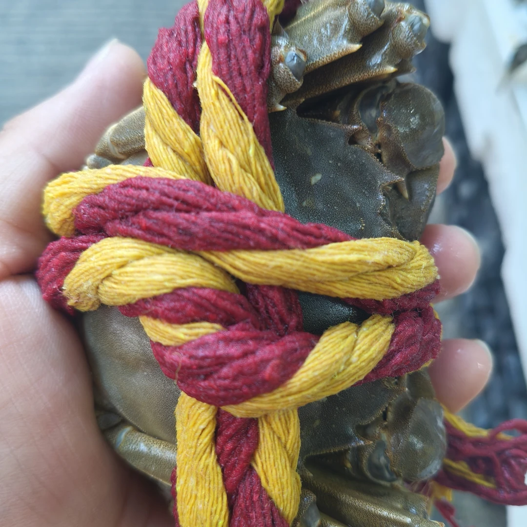 大闸蟹4.5两 规格 公 一只