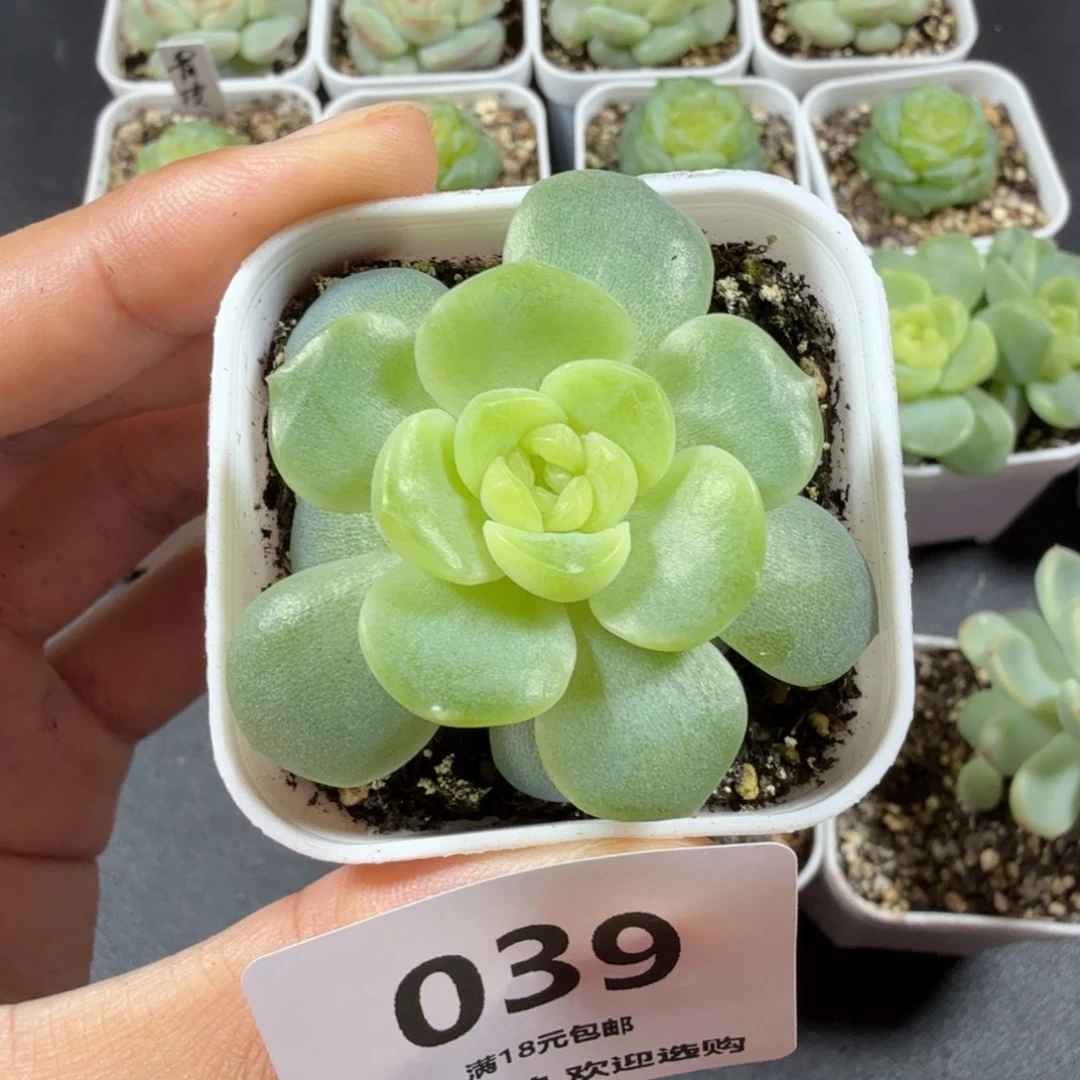 甜心谪仙一物一拍039