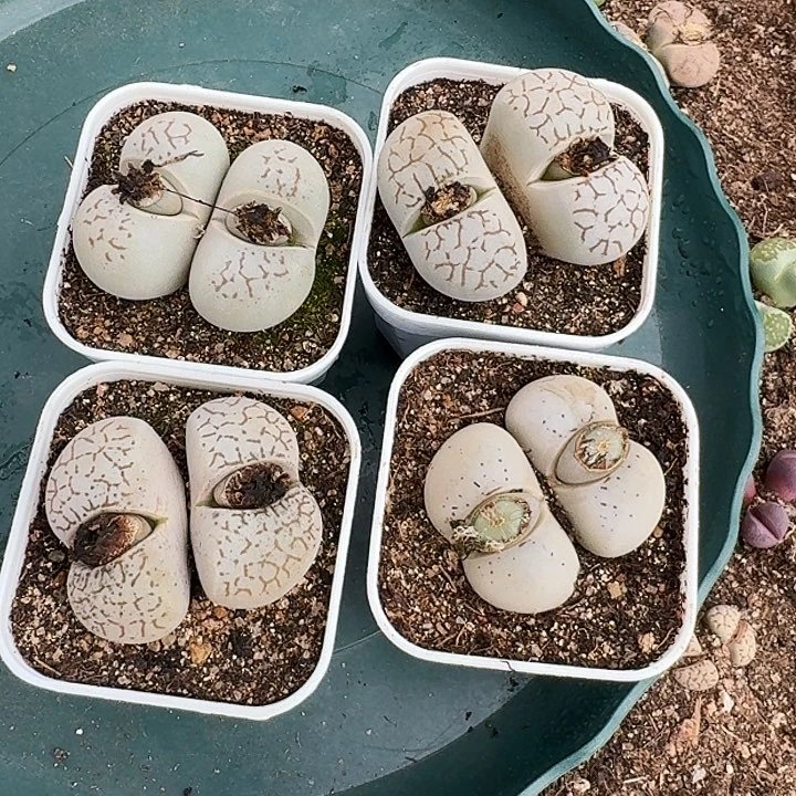 午**氓生石花11111。     263