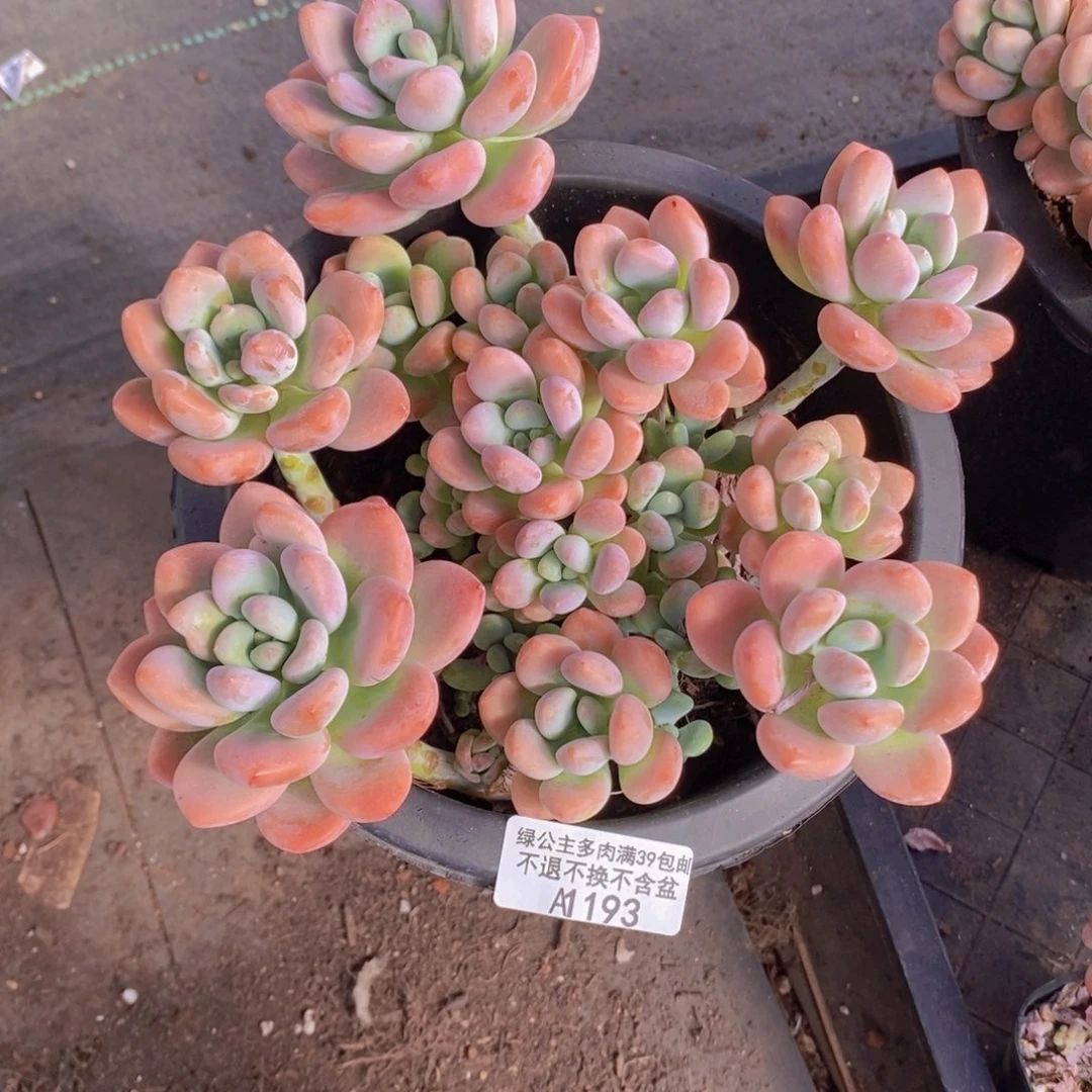 大洛神17cm193多肉植物