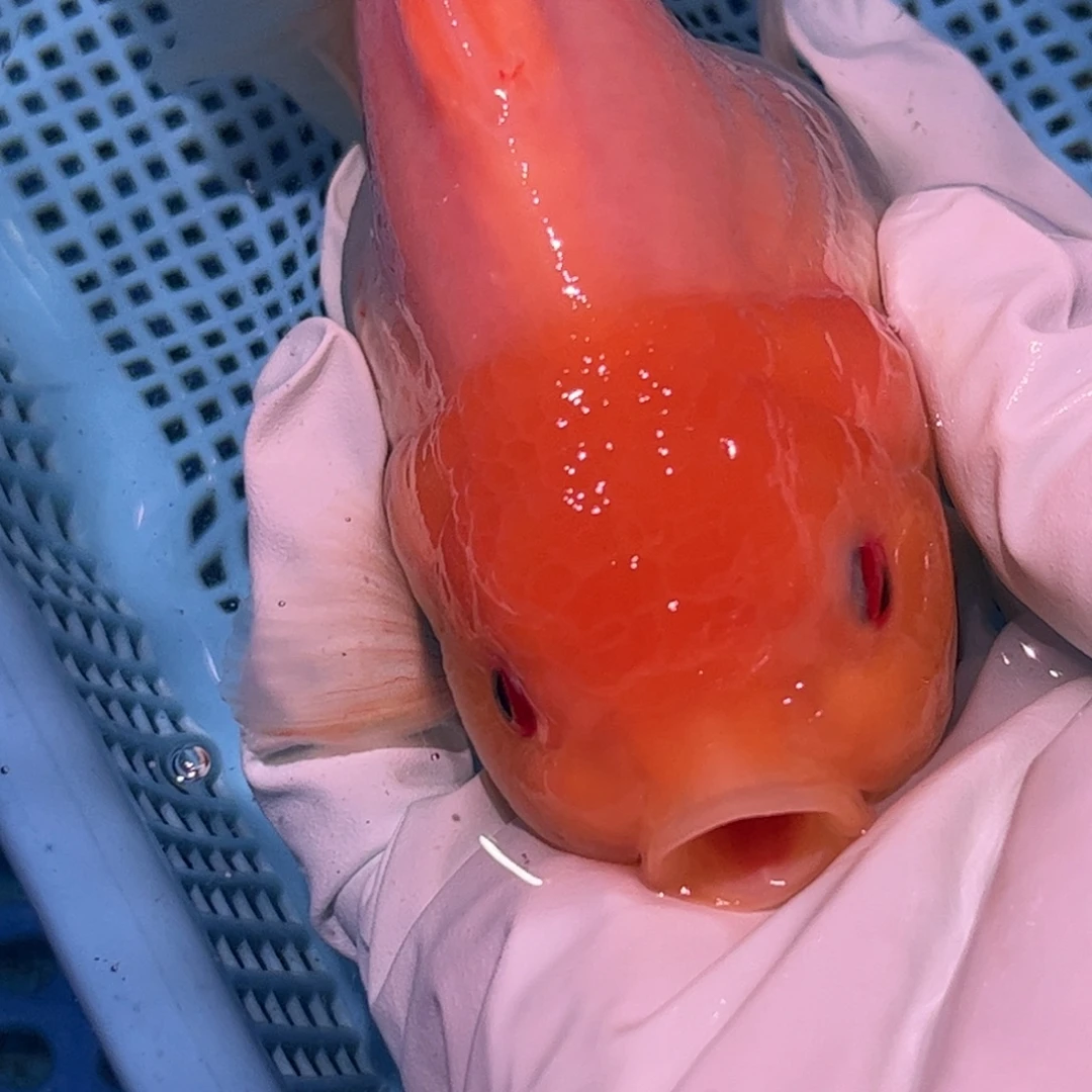 狮头鱼直播间一物一拍